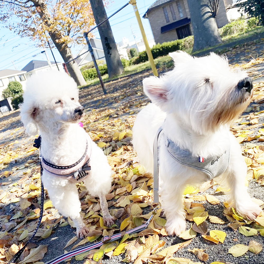 卒業犬ひのでちゃんの近況♪